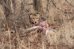 Cheetah and Cub